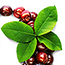 Арсенал Cherry-berry